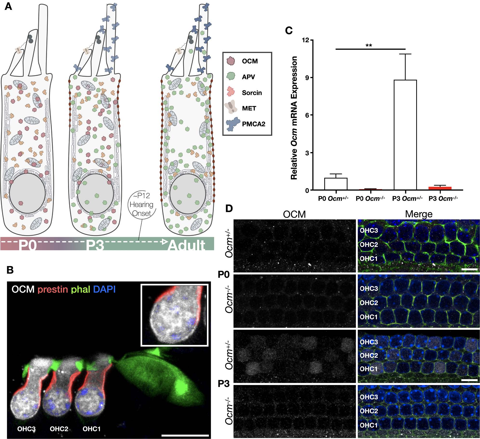 Oncomodulin (OCM) uniquely regulates calcium signaling in neonatal cochlear outer hair cells