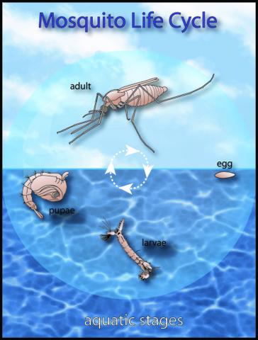 Mosquito Life Cycle