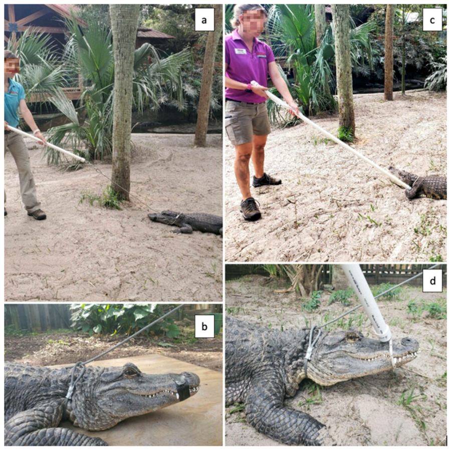 Use of Blood Lactate in Assessment of Manual Capture Techniques of Zoo-Housed Crocodilians