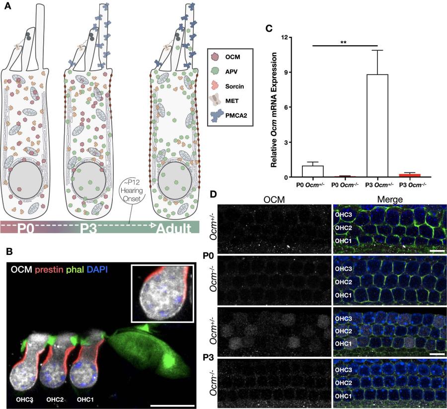 Oncomudulin (OCM) uniquely regulates calcium signaling in neonatal cochlear outer hair cells