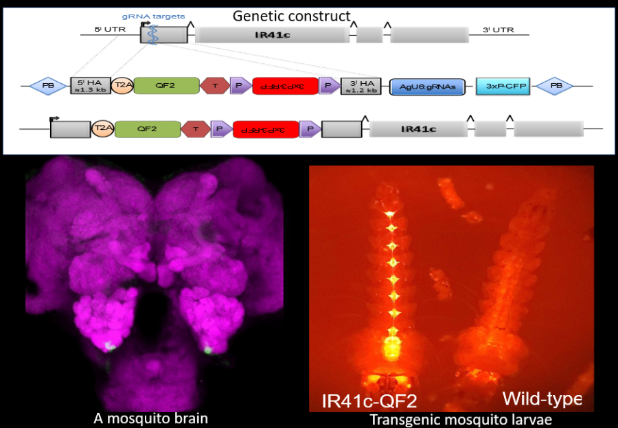 raji_lab_figure_for_faculty_research_page.png